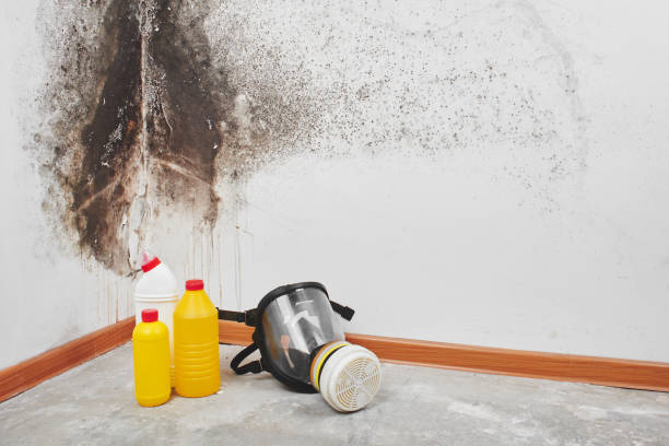 Best Best Mold Removal Companies  in Desoto, TX