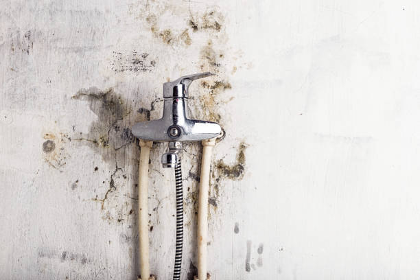 Best Certified Mold Removal  in Desoto, TX