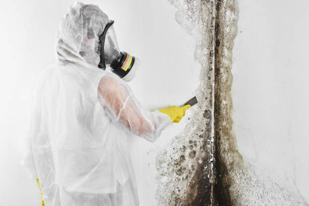 Best Commercial Mold Removal  in Desoto, TX