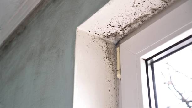 Best Attic Mold Removal  in Desoto, TX