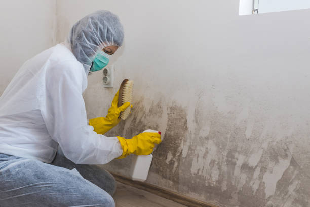 Trusted Desoto, TX Mold Removal Experts