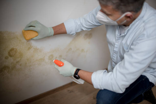 Best Local Mold Removal Service  in Desoto, TX