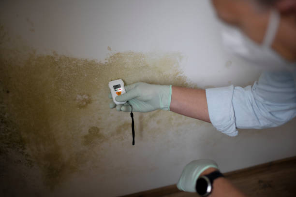 Best Fast Mold Removal  in Desoto, TX