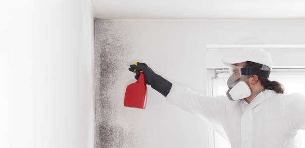 Best Black Mold Removal  in Desoto, TX
