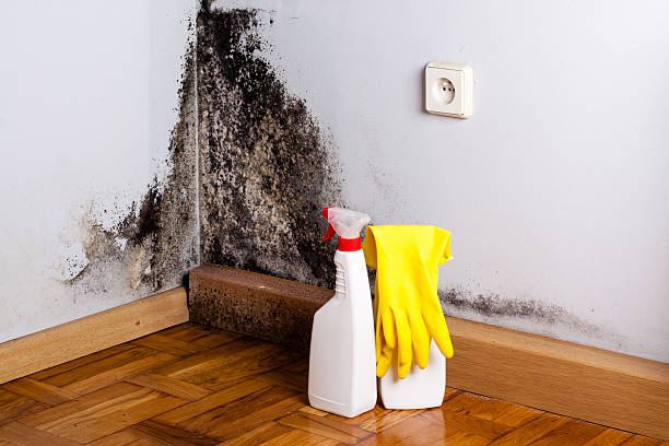 Best Mold Testing  in Desoto, TX