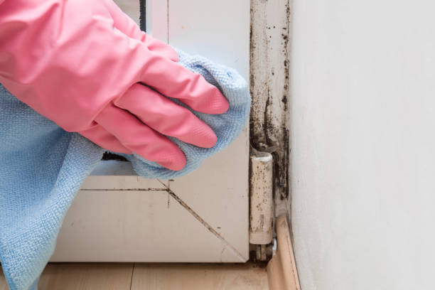 Mold Removal Process in Desoto, TX
