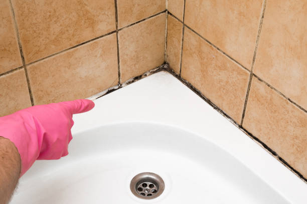 Best Fast Mold Removal  in Desoto, TX